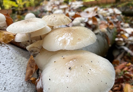 22-10-14 12-58-50 2950